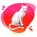 小公猫导航